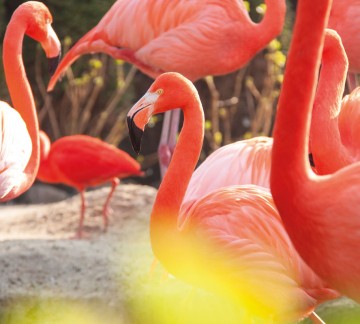 (5) Pantropica - Flamingo's.jpg