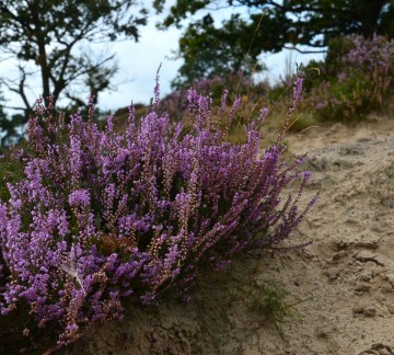 Drents Friese Wold - Staatsbosbeheer DFW.jpg