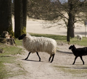 Drents Friese Wold - Staatsbosbeheer DFW 9004.jpg