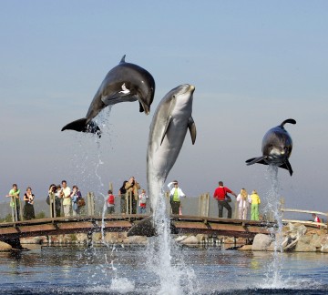 DH15_Dier_dolfijn_dolfijnendelta_brug.JPG