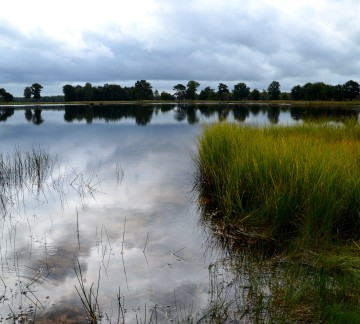 Drents Friese Wold - Staatsbosbeheer DFW DSC_4740a.jpg