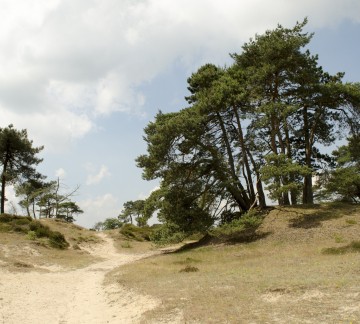 Drents Friese Wold- Staatsbosbheer DFWDSC 1520-2.jpg