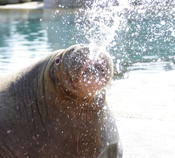 DH_Dier_walrus_Nikolai.jpg